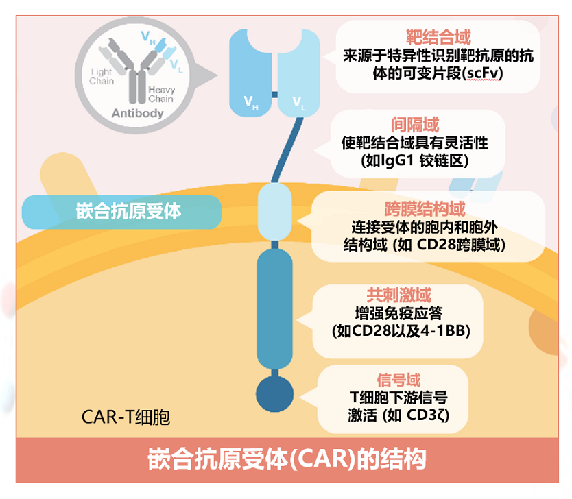 嵌合抗原受体（CAR）的结构