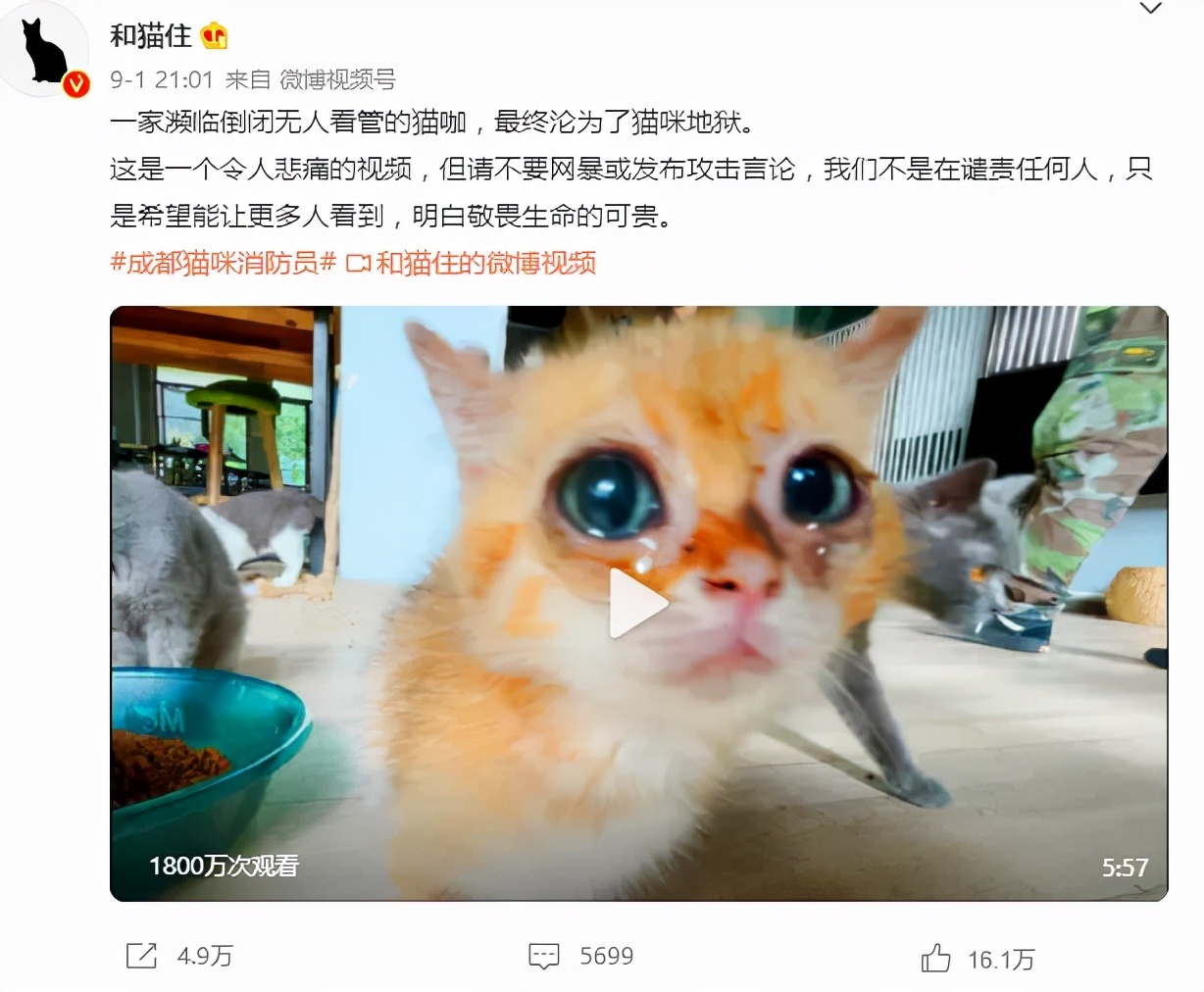 ​3000亿元宠物经济的背后乱象：猫的子宫、身体与生命，全都是钱