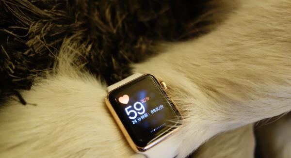 小猫咪小狗狗也有智能“手表”了 可监测健康、识别情绪