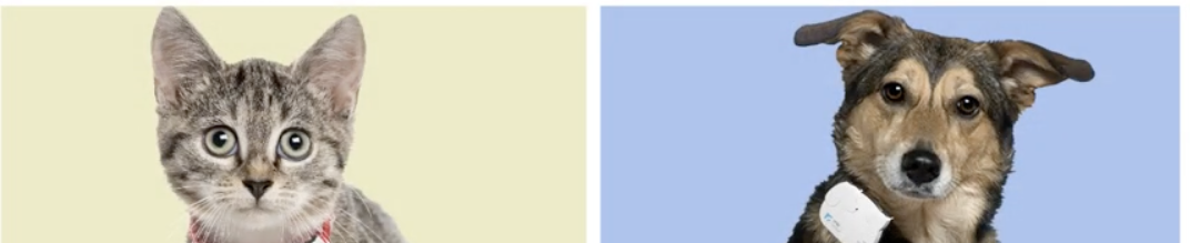 小猫咪小狗狗也有智能“手表”了 可监测健康、识别情绪 第2张