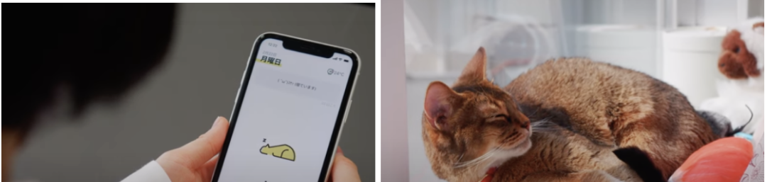 小猫咪小狗狗也有智能“手表”了 可监测健康、识别情绪 第4张