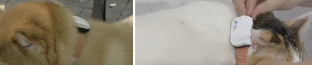 小猫咪小狗狗也有智能“手表”了 可监测健康、识别情绪 第10张