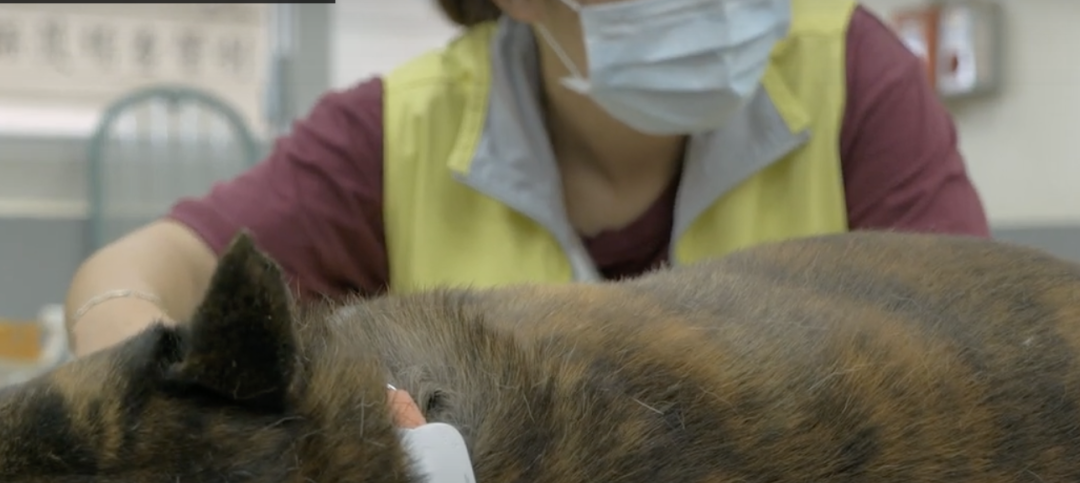 小猫咪小狗狗也有智能“手表”了 可监测健康、识别情绪 第11张