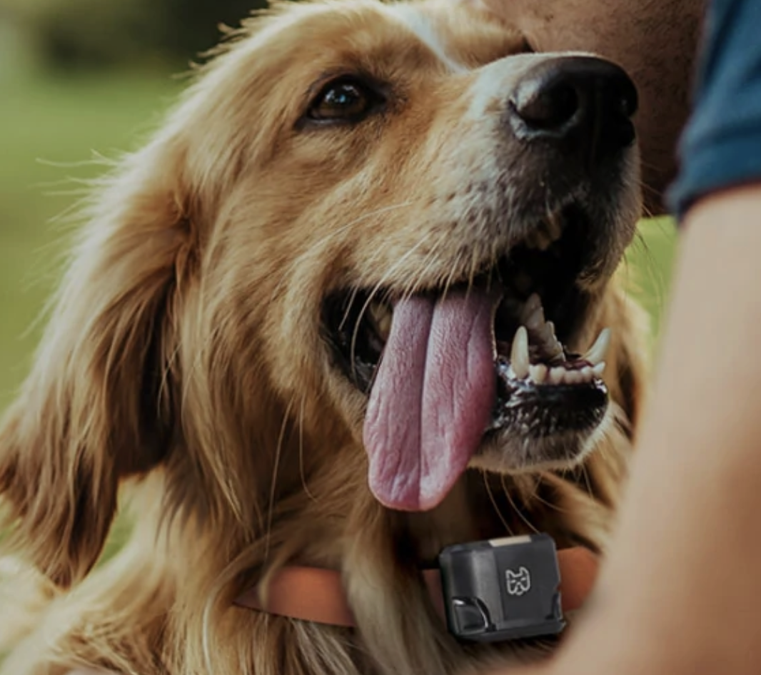 小猫咪小狗狗也有智能“手表”了 可监测健康、识别情绪 第12张