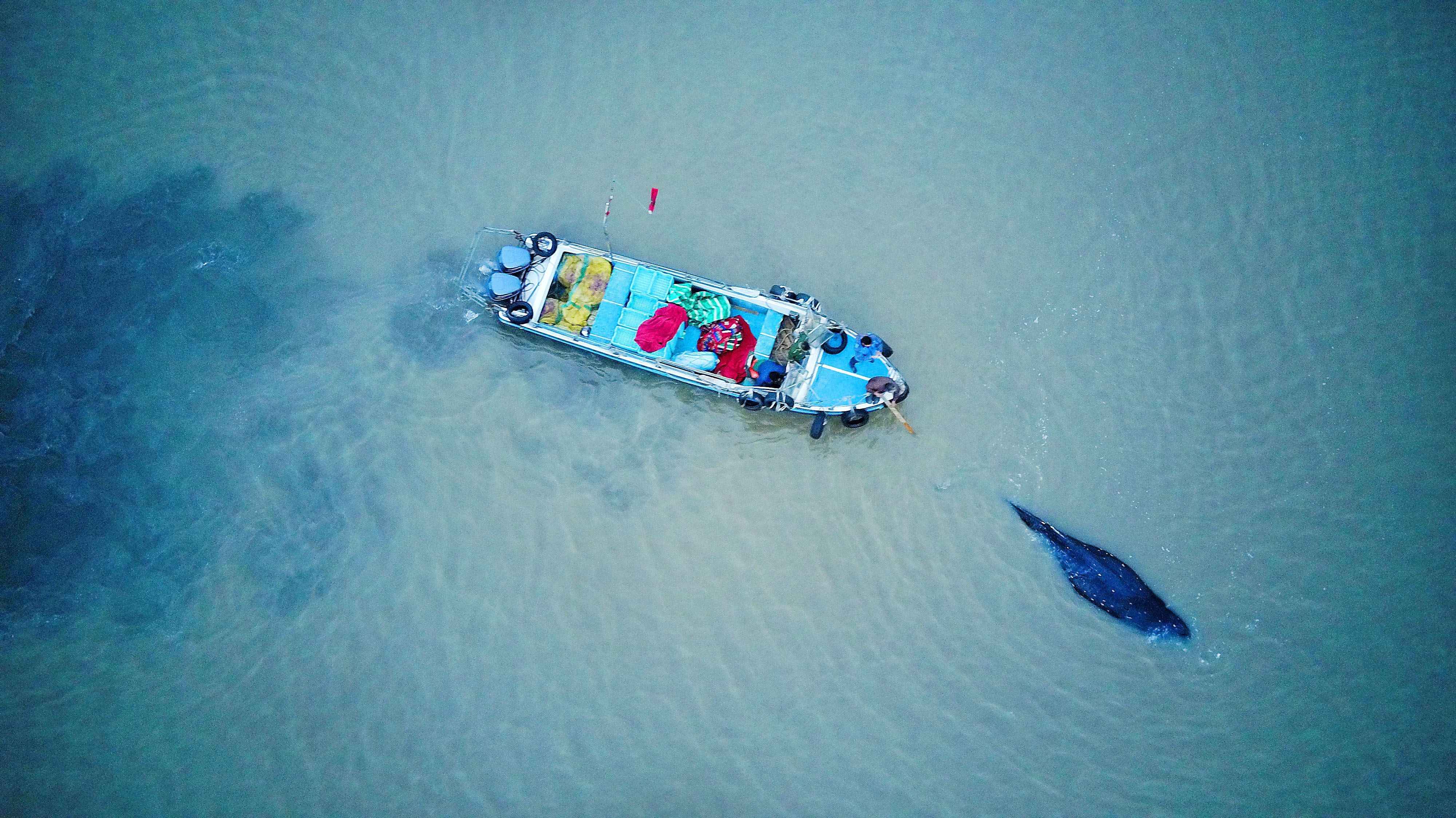 中国沿海群发性鲸类搁浅 最大诱因是人为？