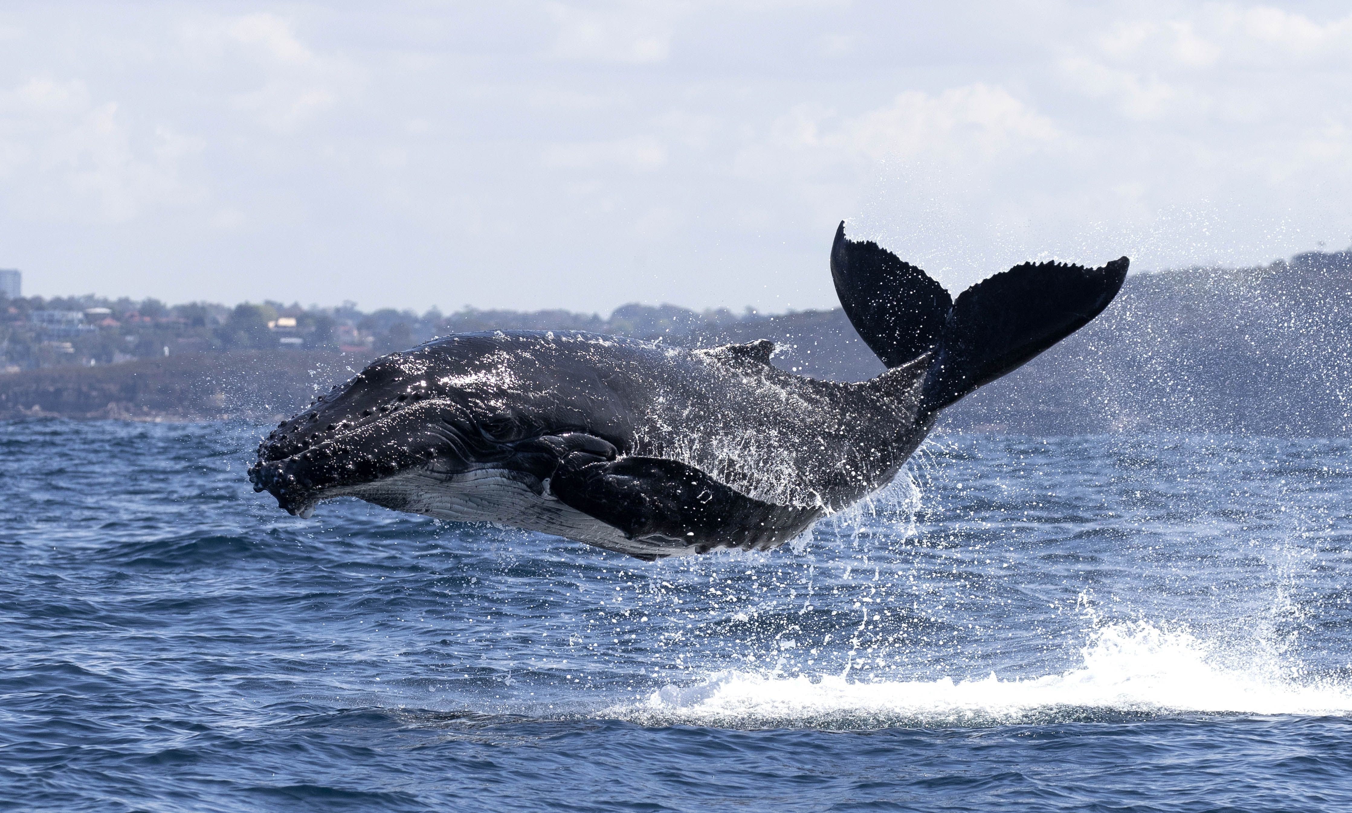 中国沿海群发性鲸类搁浅 最大诱因是人为？