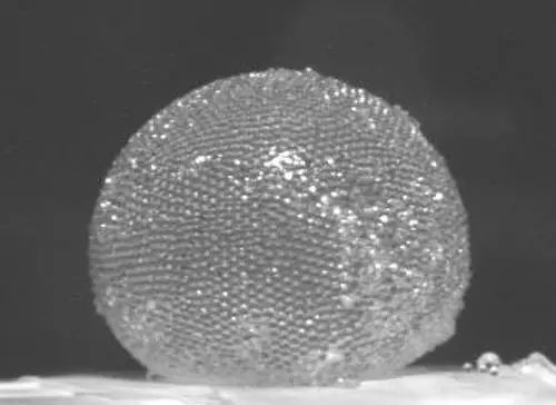 存活了465天的泡泡 能用来治病？ 第2张