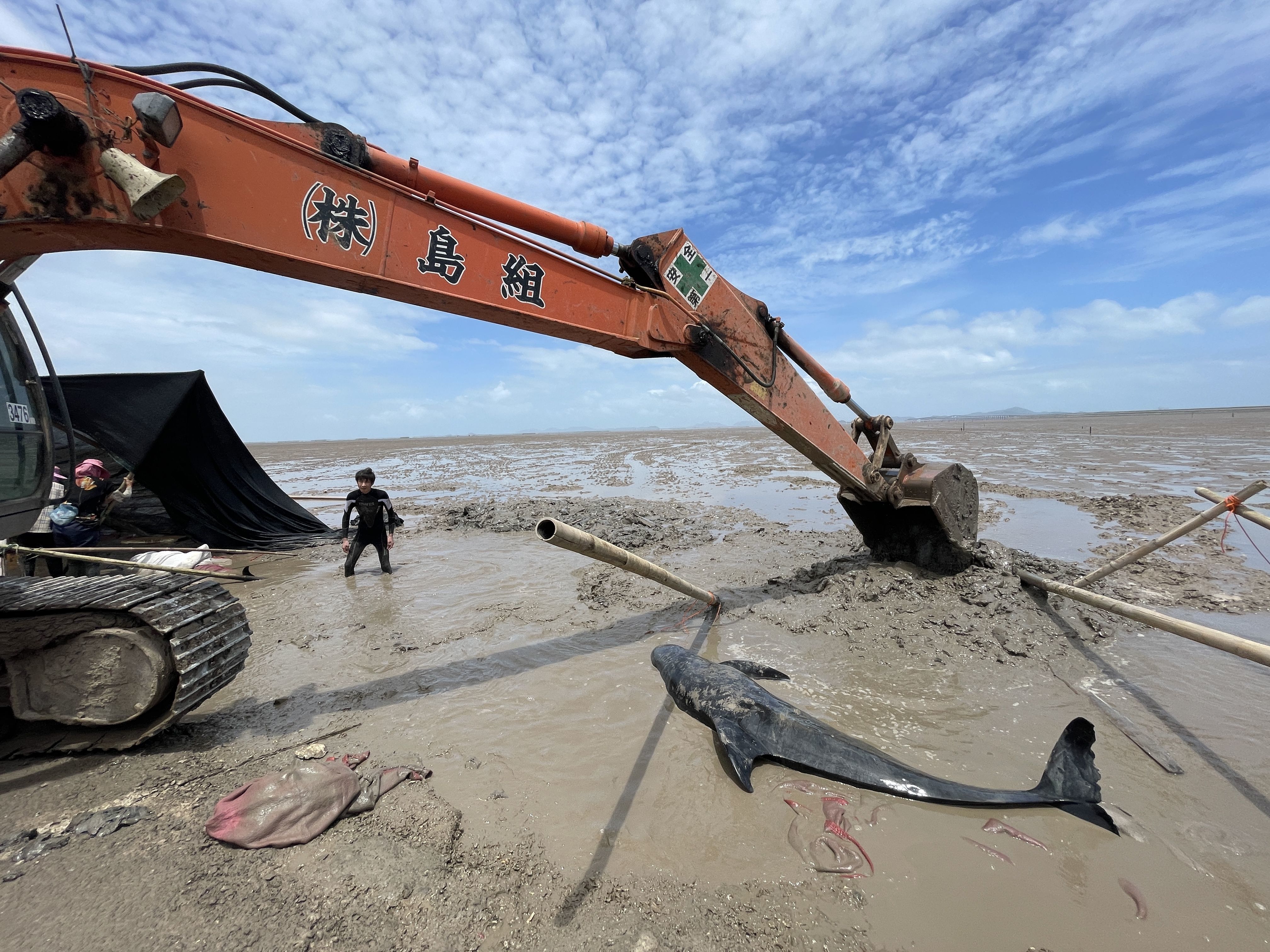 中国沿海群发性鲸类搁浅 最大诱因是人为？