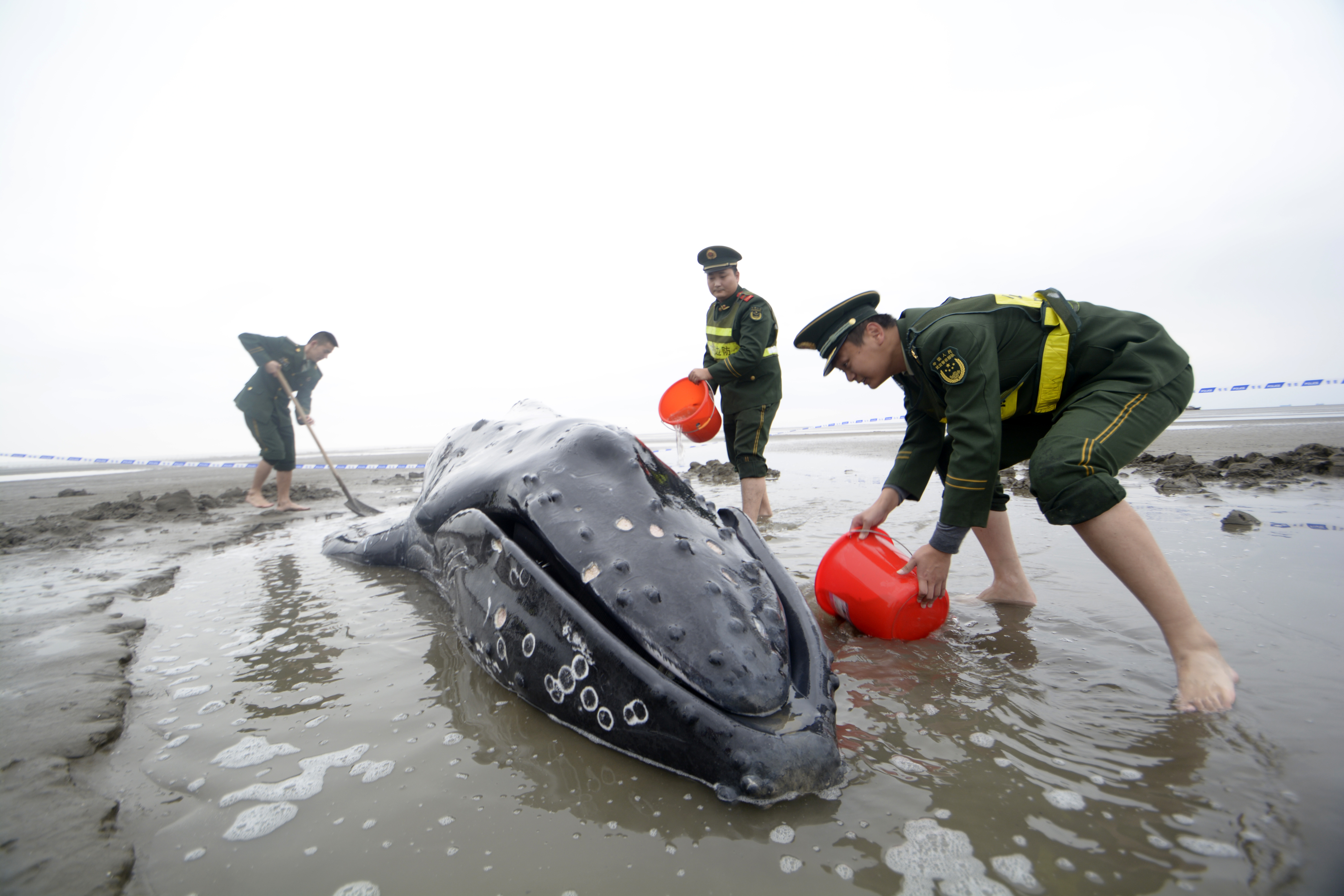 中国沿海群发性鲸类搁浅 最大诱因是人为？