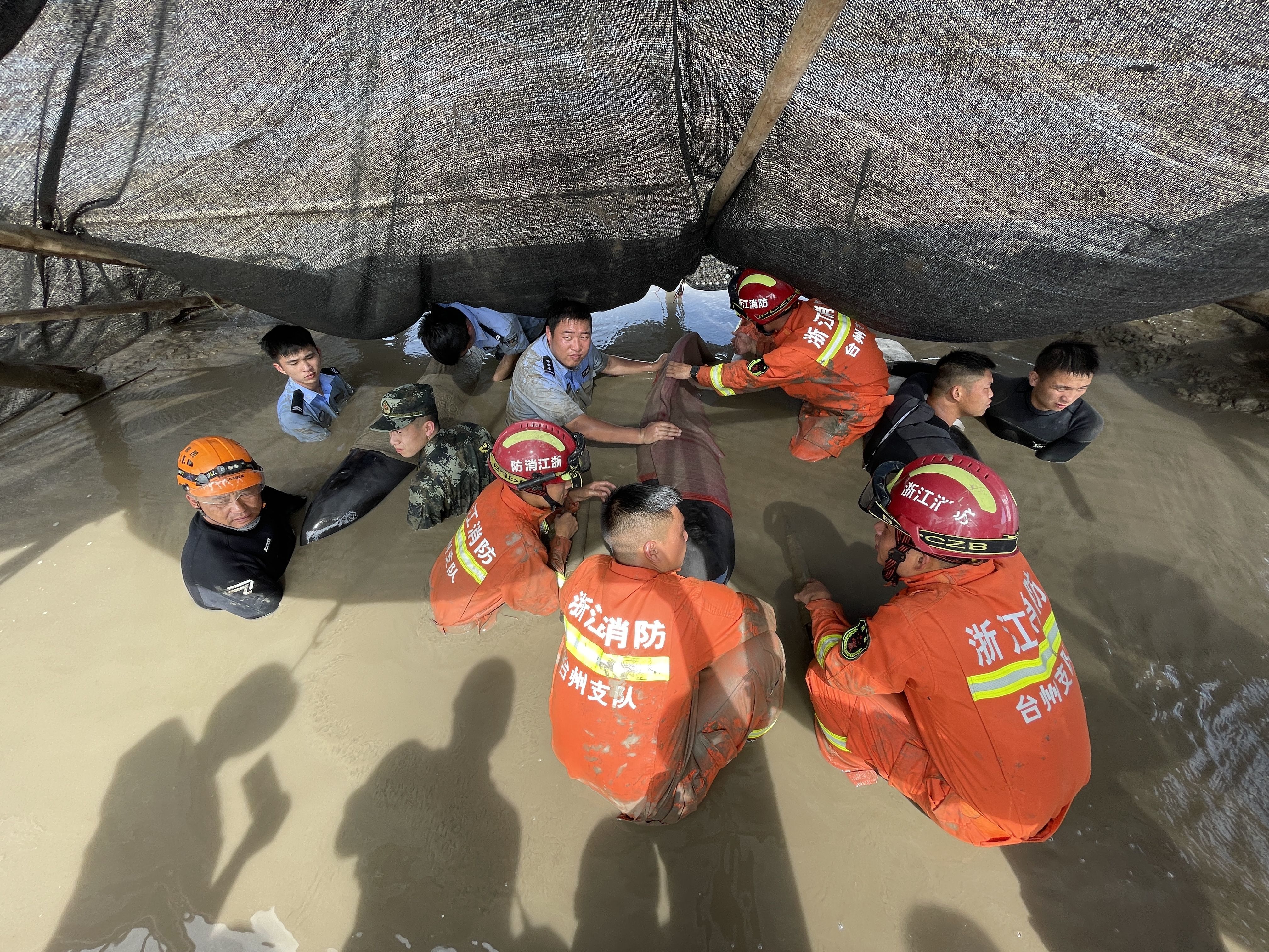 中国沿海群发性鲸类搁浅 最大诱因是人为？